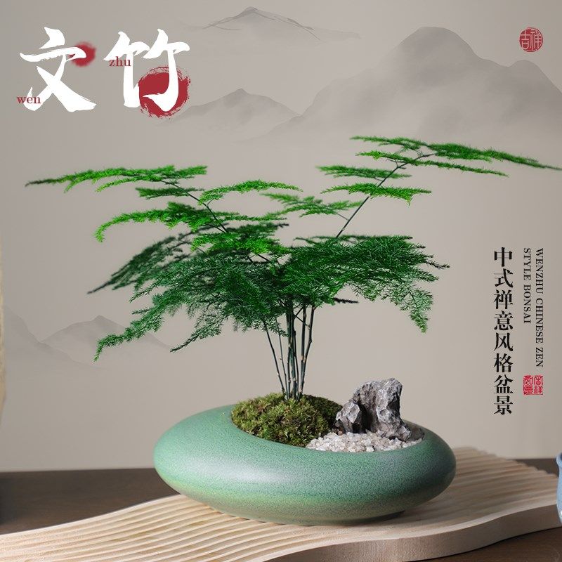 文竹盆栽造景花盆云竹植物盆景室内办公室桌面小绿植高端禅意摆件,鲜花速递/花卉仿真/绿植园艺,绿植,淘宝优惠券,粉丝福利购,淘宝优惠卷