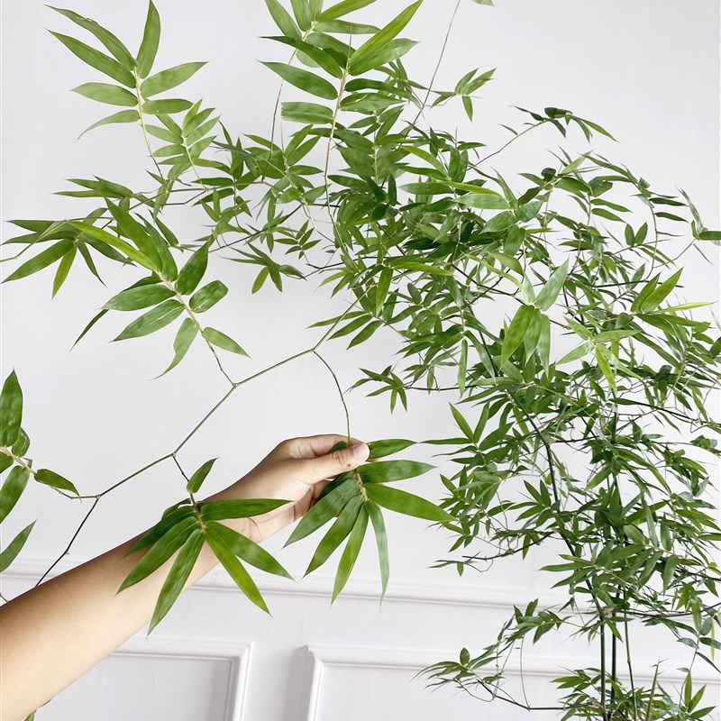老桩小叶簕竹桌面植物大型绿植盆栽禅意绿植室内客厅茶几侘寂风
