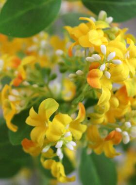 仿真绿黄色.13米桂花1.3m桂花树家居客厅落地盆窗栽装饰摄植影橱
