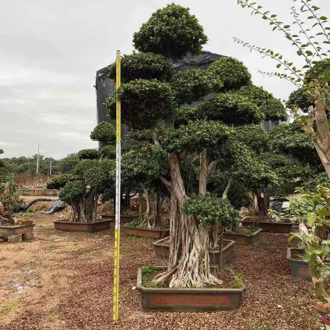 福建小叶榕盆景产地广东怪根小叶榕基地造型榕树桩景