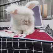 5斤安哥拉兔专业兔粮