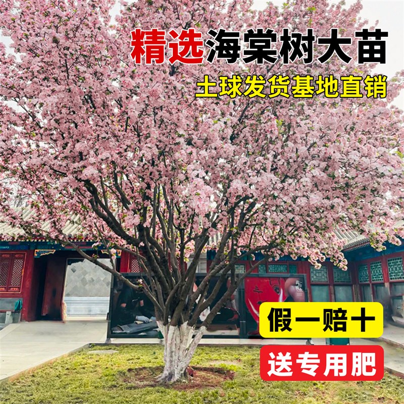 海棠花树苗西府垂丝海棠大树花卉植物盆栽庭院地栽四季大型风景树