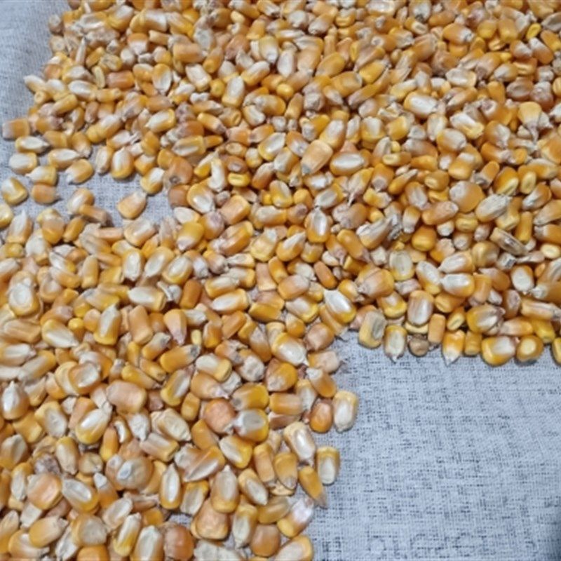 2023粮农家10斤装玉米粒鸽子粮酿酒鸡鸭鹅家禽等饲料打窝喂鱼饲料,宠物/宠物食品及用品,鸟食,淘宝优惠券,粉丝福利购,淘宝优惠卷