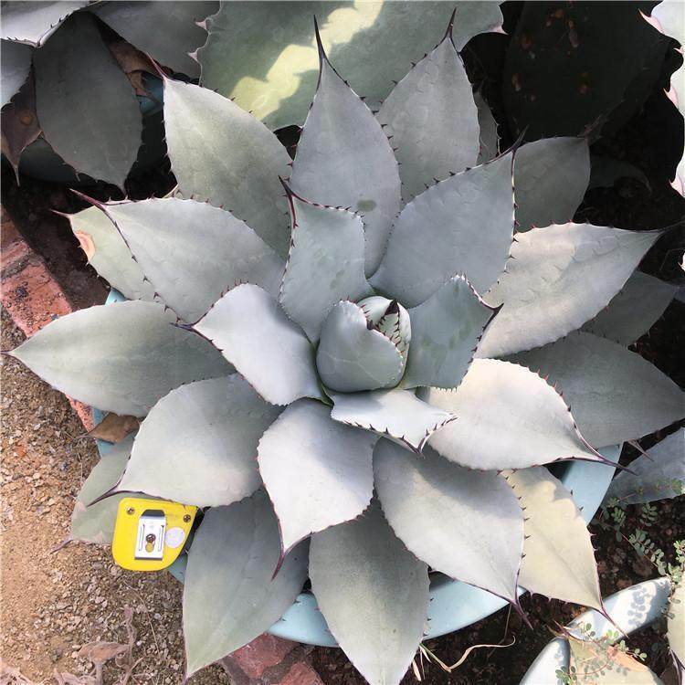 龙舌兰马路道路绿化公路边虚空藏龙舌兰盆景园林绿化设计,电子元器件市场,其它元器件,淘宝优惠券,粉丝福利购,淘宝优惠卷