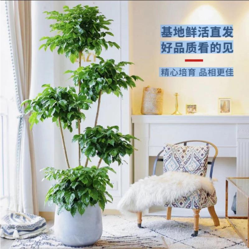 五层幸福树盆栽植物办公室内客厅吸甲醛公司绿植大型乔迁送礼绿宝