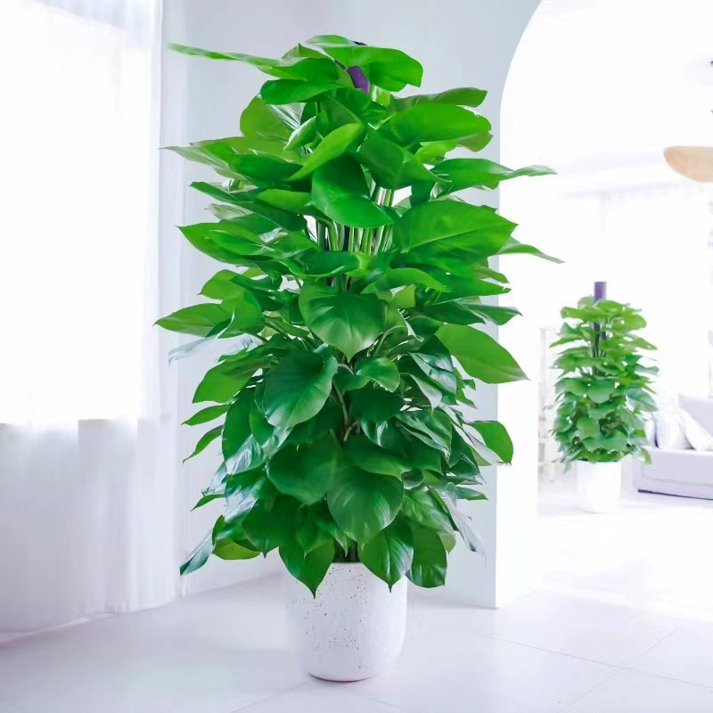 大叶绿萝柱客厅绿植室内大型绿箩盆栽办公室净化空气开业送礼盆景