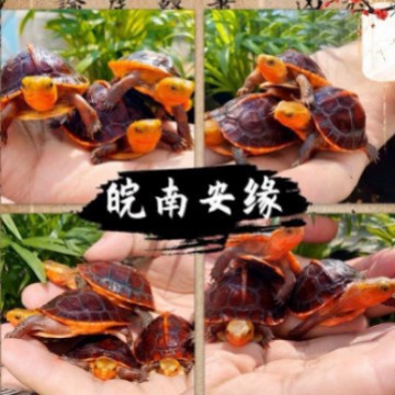 幼龟黄缘闭壳龟蛋皖南安缘受精