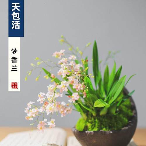 文心兰桌面植物兰花好养梦办公室绿植带摆件室内花卉香兰花苞盆栽