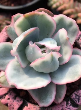 多肉植物伯克利锦稀少高端贵货自然锦颜色独特美观室内阳台桌面花