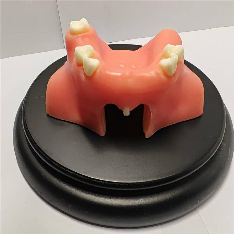 牙齿模型 口腔种植模型 上颌窦提升练习牙齿模型口腔教学