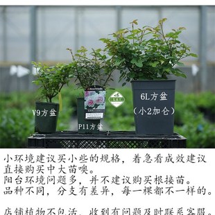 河本月季P11盆寓言砂糖羽毛魅力绸缎蓝月石抒情曲 老园丁庭院盆栽