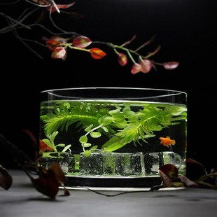 桌面圆形玻璃鱼缸小型鱼缸客厅玻璃花瓶金鱼缸乌龟缸圆柱形加厚