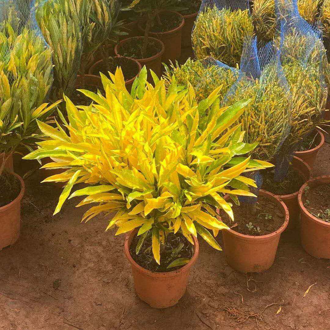 基地直销变叶木观花植物小盆栽净化空气居家花卉植物