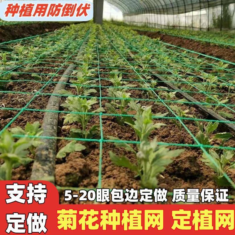 种植方格网定植大葱菊花韭菜蒜黄芹菜石斛康乃馨防倒网植物爬藤网
