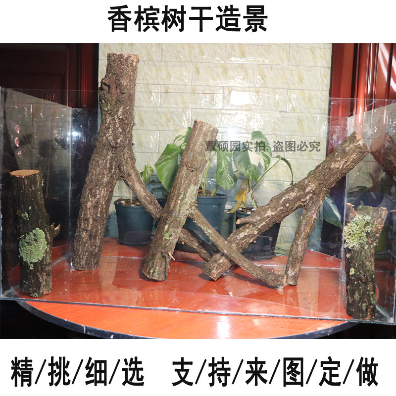 香槟木天然沉木造景黄栎木造景雨林缸爬宠造景木一物一拍支持定制
