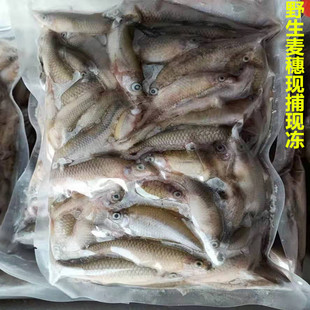 包邮龙鱼虎鱼魟鱼乌龟饲料冻泥鳅段河虾麦穗鱼食增色林蛙 5斤专拍
