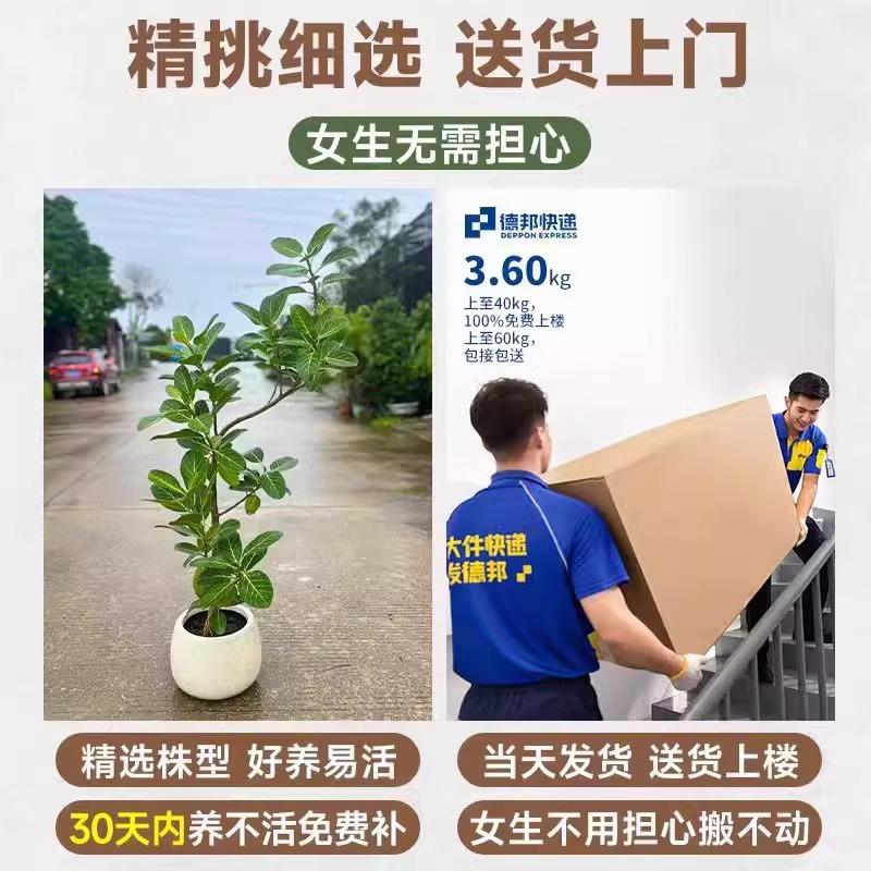 网加红孟拉榕盆高山榕11栽客厅地绿植室内大型黄榕金高山榕树落真