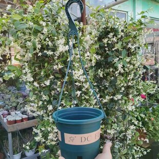 吊兰吊篮盆垂吊绿萝油画婚礼加仑盆透气控根盆栽养花家用阳台挂式