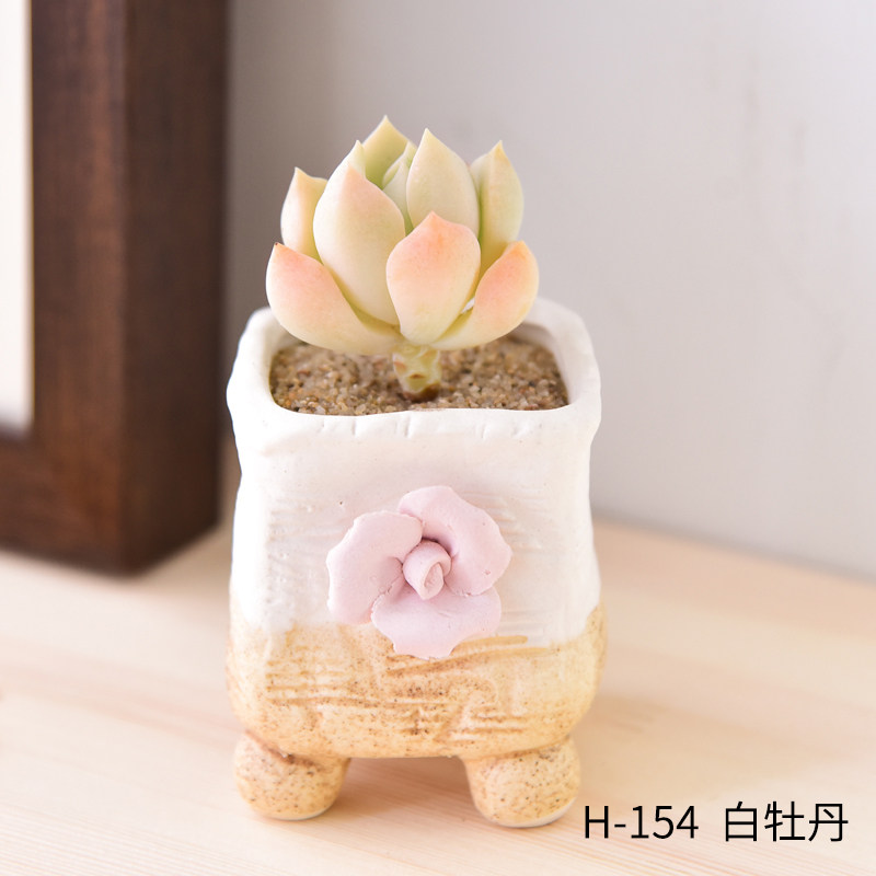 花园-花盆154送白牡丹送营养土