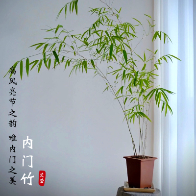 正宗内门竹禅雅盆栽名贵竹苗室内外庭院绿植四季常青好养易活竹子