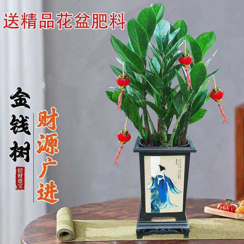 金钱74892267树盆栽室内物吧台客厅宝摆放好养办公植室聚宝盆花进