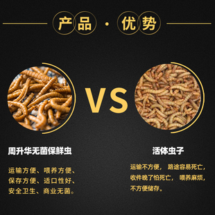 爬虫无菌保鲜虫大麦虫面包虫蟋蟀活守宫鬃狮蜥蜴乌龟蓝舌粮食昆虫