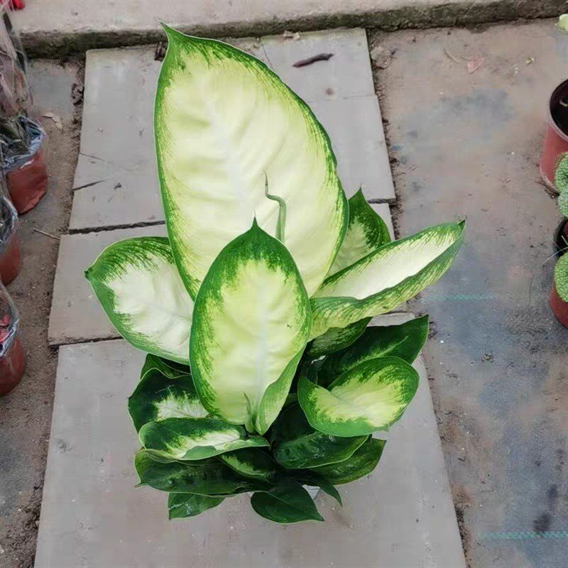 盆栽土培水培植物甲醛克星玛丽安银皇后万年青盆栽绿植净化空气