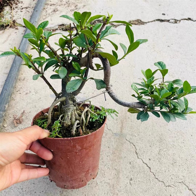 提根临水牡丹栀子花老桩盆景胡椒木游龙造型清香木悬崖式飘枝白蜡