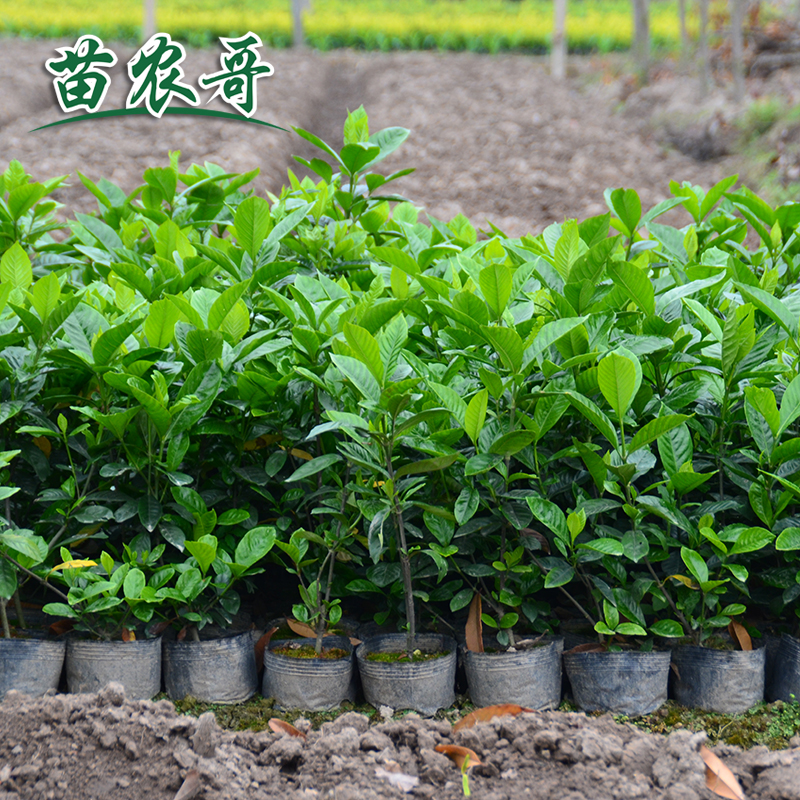 【一件/100棵.大杯大叶栀子】庭院园林绿化苗栀子花开花四季常青