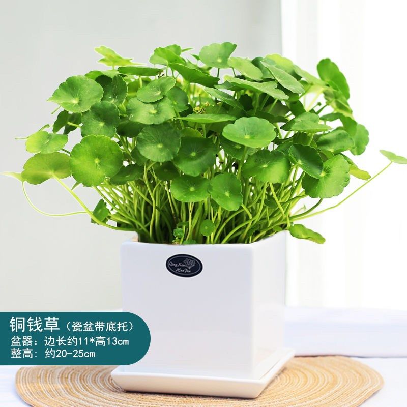 铜钱草盆栽水养小型植物室内客厅卧室办公室桌面吸甲醛招财绿植