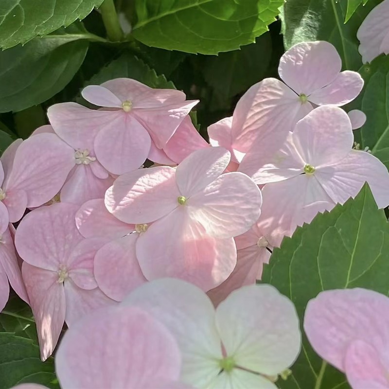 大花绣球无尽夏粉色落跑新娘小苗穴盘苗盆栽植物庭院垂吊爬藤抗寒