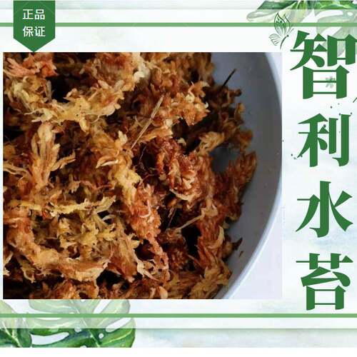 智利水兰花土绿植盆栽土水爬苔宠垫材白微景观毛毛虫苔05-28水草
