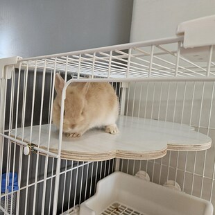 达洋兔笼子配件平台R81用木质挂式平台隔层梯子跳板隔板台阶楼梯