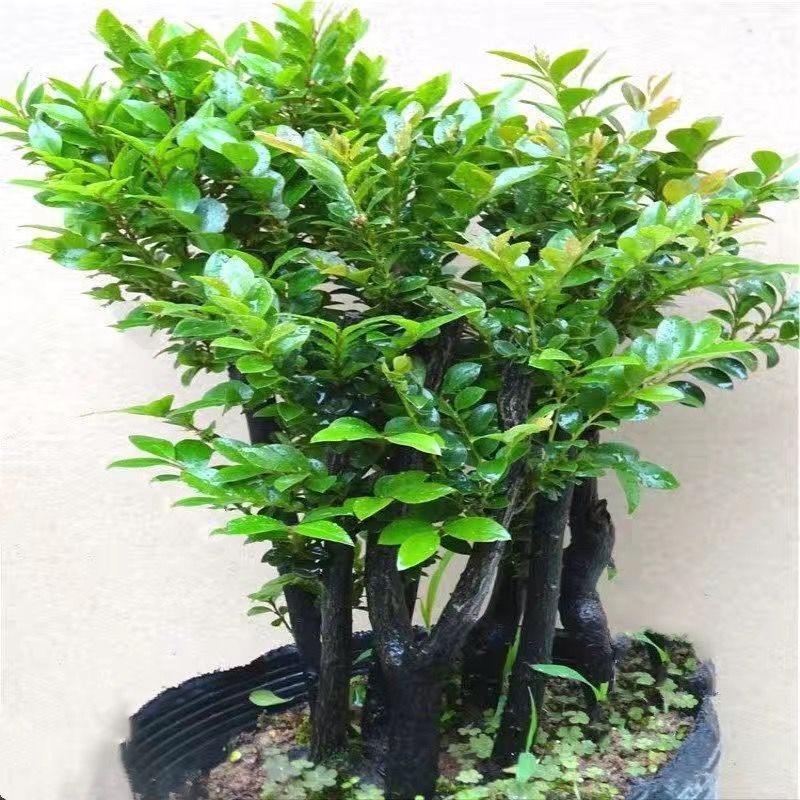 名贵小叶紫檀盆景 紫檀树桩客厅盆景 室内盆栽花卉四季常青绿植物