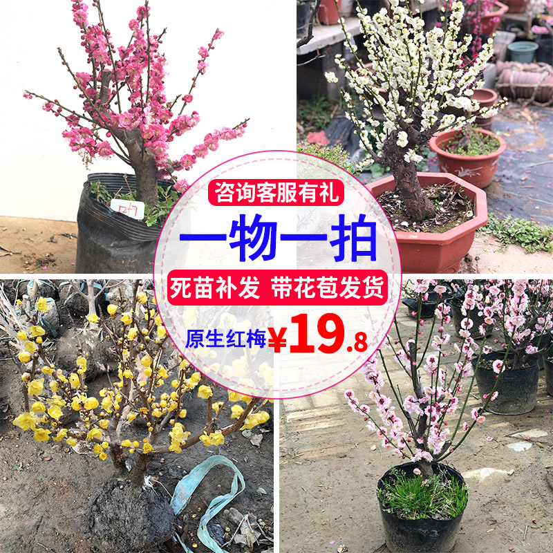 腊梅花树苗盆栽带花苞耐寒老桩盆景花卉植物室内花四季红绿梅花苗