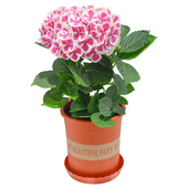 无尽夏绣球花苗盆栽花卉观花植物室内带花苞八仙特大当年开花四季