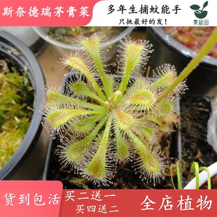 斯奈德瑞茅膏菜【食虫草鱼缸造景观粘虫纸抓虫吃小飞虫食虫植物】