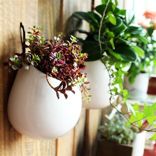 挂壁铜钱草绿萝垂吊植物水培器皿创意陶瓷挂墙多肉花盆墙上悬挂式