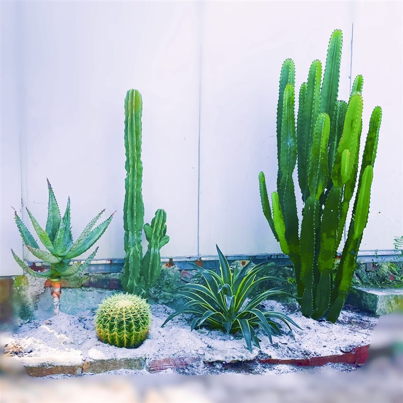 花池景观植物沙生植物仙人掌组合户外植物庭院绿化仙人掌盆栽