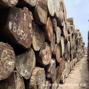 杜英原木 巴新杂木 白杂木 红杂木 口径大 条干直 品质好