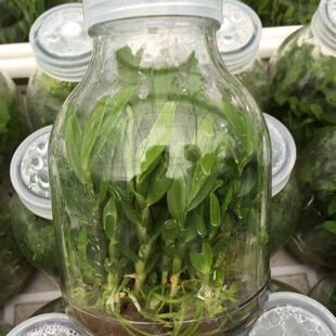 雁荡山铁皮石斛种植育苗高产组培瓶苗驯化幼苗1瓶40株红杆软脚