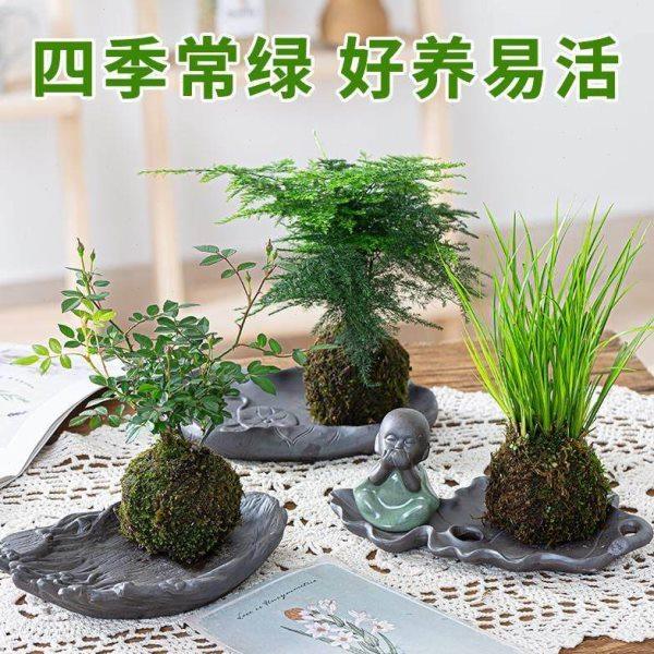 苔藓球水培室内客厅微景观绿植盆水苔球文竹菖蒲六月雪桌面摆件,节庆用品/礼品,笔筒,淘宝优惠券,粉丝福利购,淘宝优惠卷