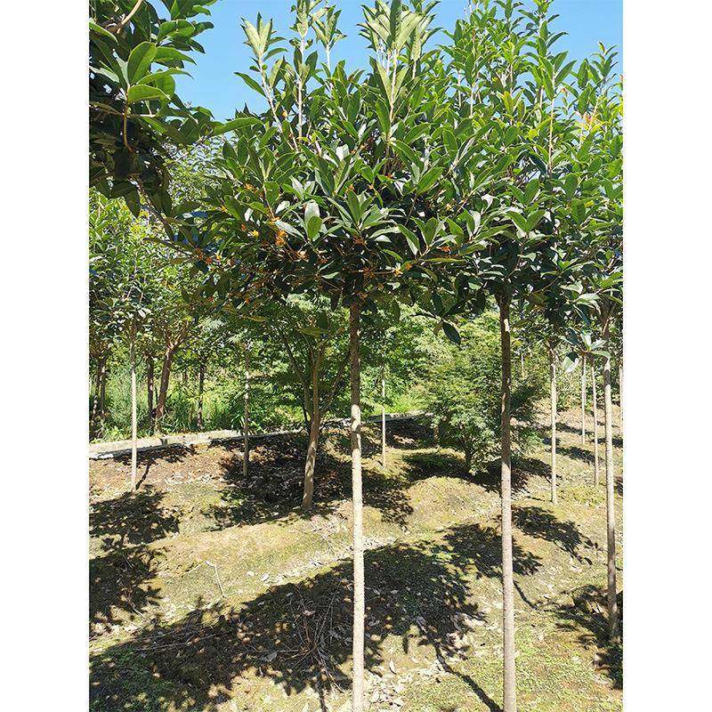 丹桂金桂朱砂桂八月桂家庭园艺私家花园桂花盆栽小桂花树,智能设备,其他智能设备,淘宝优惠券,粉丝福利购,淘宝优惠卷