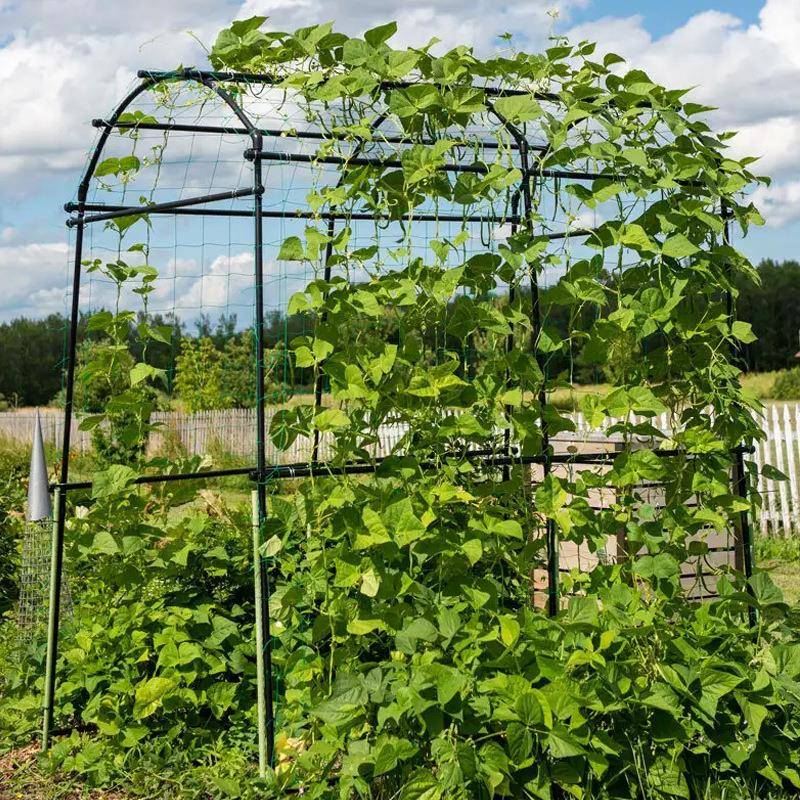 葡萄架园艺支架爬藤植物藤架黄瓜丝瓜百香果攀爬花架