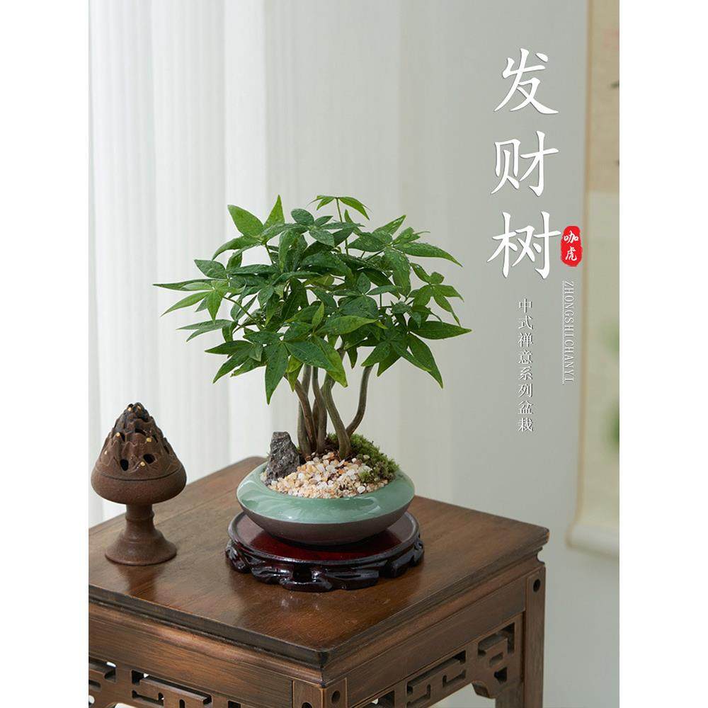 五福发财树小盆栽办公室绿植四季好养室内桌面树摆件乔迁送礼盆栽,纺织面料/辅料/配套,纺织机械配件,淘宝优惠券,粉丝福利购,淘宝优惠卷