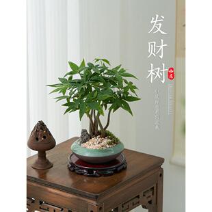 五福发财树小盆栽办公室绿植四季好养室内桌面树摆件乔迁送礼盆栽