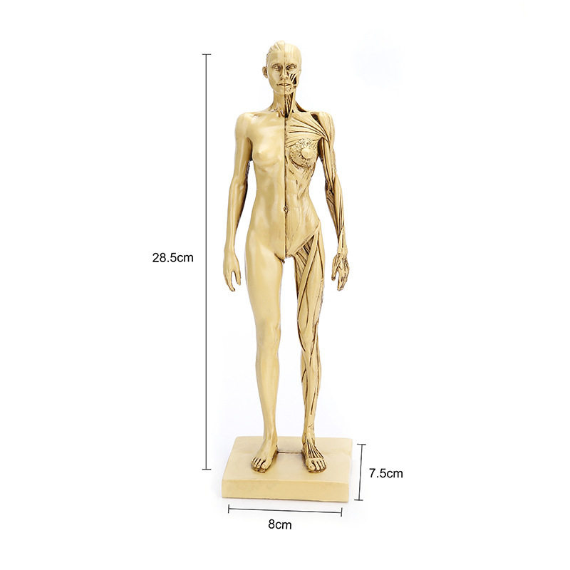 树脂骷髅头人体模型素描教学人体肌肉模型中院教学模具