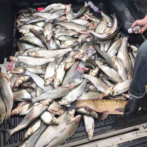 专钓翘嘴钓鱼小药野钓颗粒鱼饵料泡玉米添加剂水库筏钓白条泡泥鳅