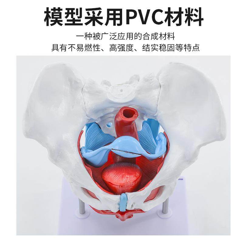 可活模动女性骨盆肌276肉模型及盆盆底肌型子宫骨分娩助产教学模