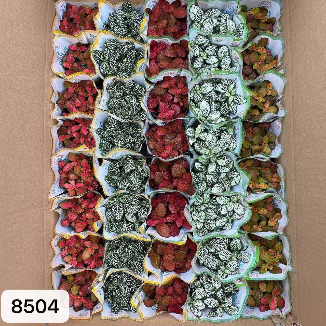 80#混装网纹草微景观水陆缸彩叶迷你创意桌面小盆栽绿植,农用物资,其他肥料,淘宝优惠券,粉丝福利购,淘宝优惠卷